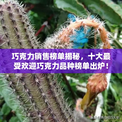 巧克力销售榜单揭秘，十大最受欢迎巧克力品种榜单出炉！