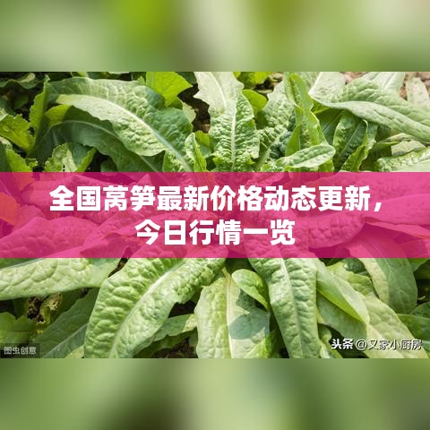 全国莴笋最新价格动态更新，今日行情一览