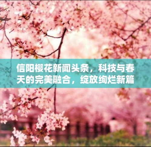 信阳樱花新闻头条，科技与春天的完美融合，绽放绚烂新篇章