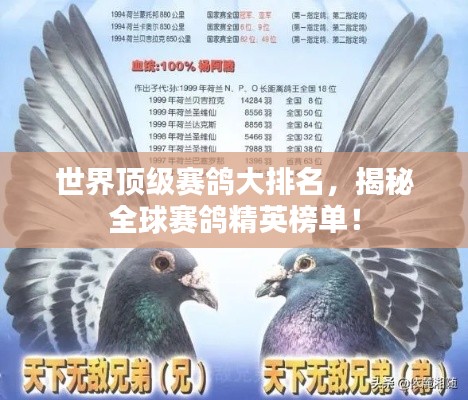 世界顶级赛鸽大排名，揭秘全球赛鸽精英榜单！