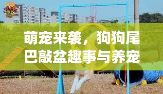 萌宠来袭，狗狗尾巴敲盆趣事与养宠心得分享视频