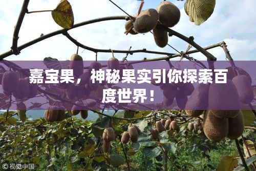 嘉宝果，神秘果实引你探索百度世界！