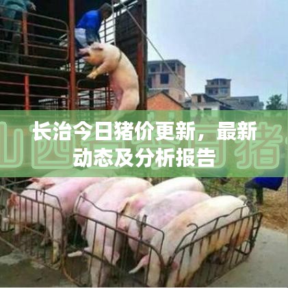 长治今日猪价更新，最新动态及分析报告