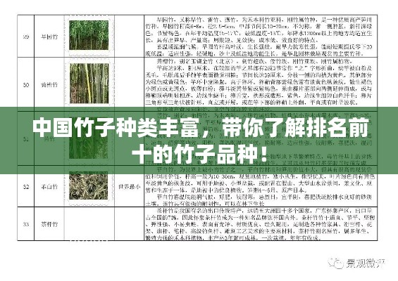中国竹子种类丰富，带你了解排名前十的竹子品种！