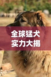 全球猛犬实力大揭秘，最强犬种排名榜单震撼来袭！