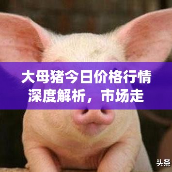 大母猪今日价格行情深度解析，市场走势与趋势预测